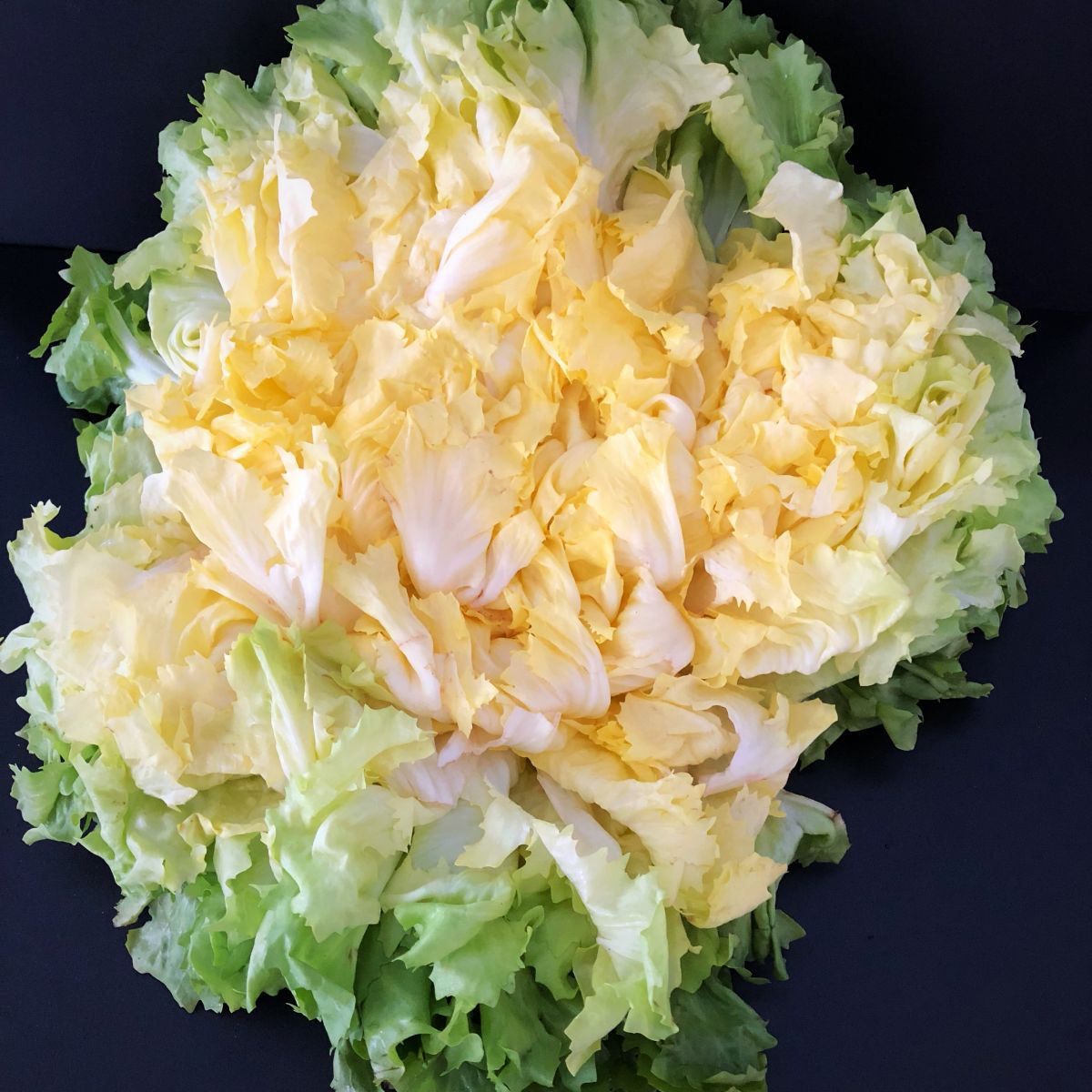 Salade Scarole blanchie Espagne