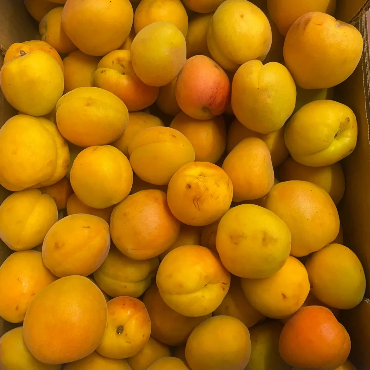 Abricots Luizet Confiture carton 5 Kg Abricots Luizet Confiture carton 5 Kg