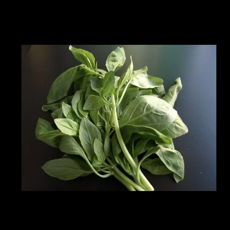 Basilic 100 Gr