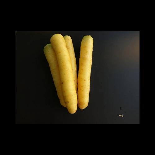 Carottes Jaunes Pays x10 kg