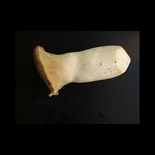 Champignons Eryngii 500 Gr