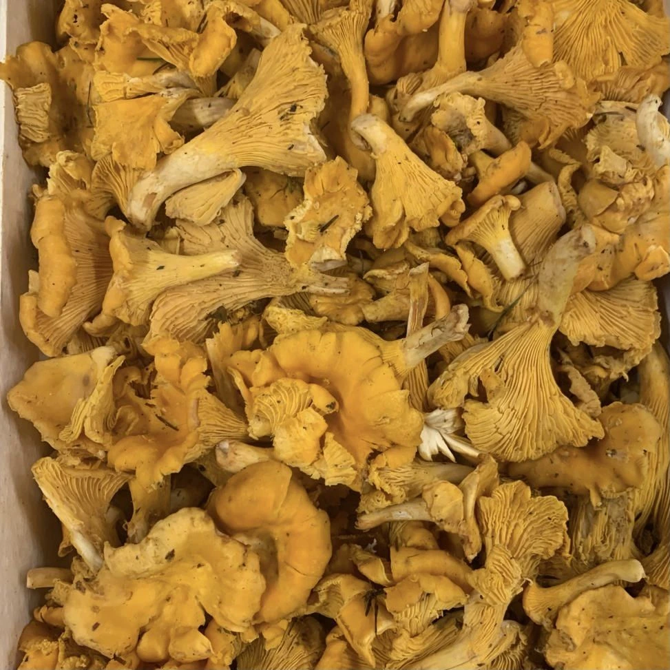 Chanterelles Espagne Kilo