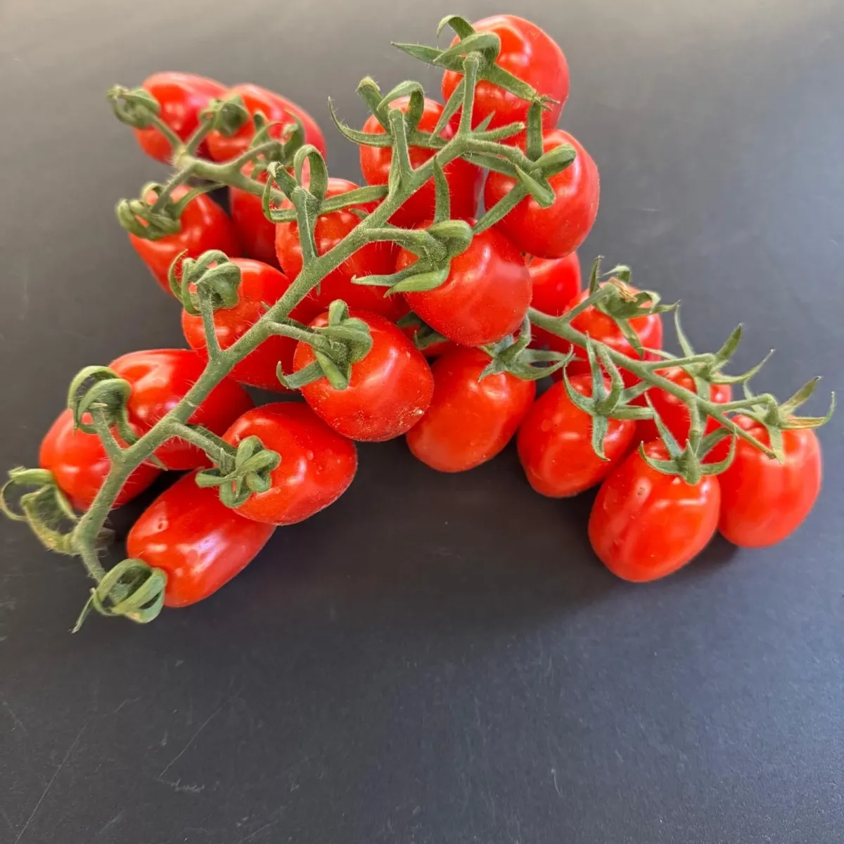 Tomates Datterino grappes Kilo Italie