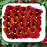Fleurs de Pensées Rouges