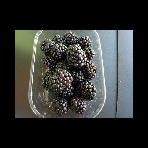 Mûres Espagne barquette 8x 125 gr