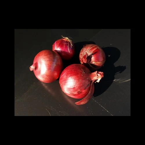 Oignons Rouges Hollande