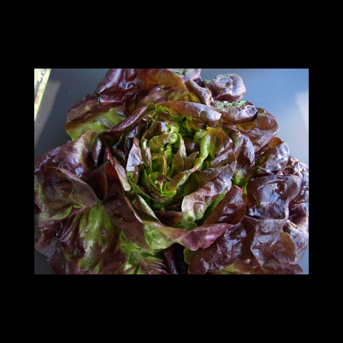 Salade Pommée Rouge pays