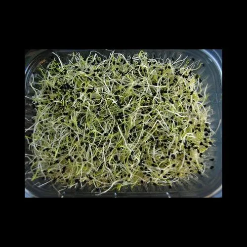 Pousses D'Oignons 100Gr