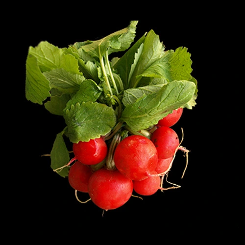 Radis Rouges Pays botte