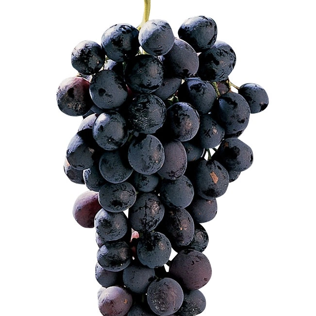 Raisin Rouge Black Gem Italie le Kilo