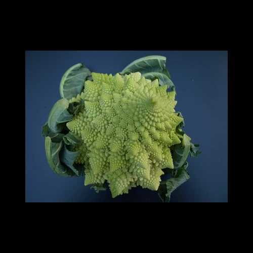 Romanesco France Kilo
