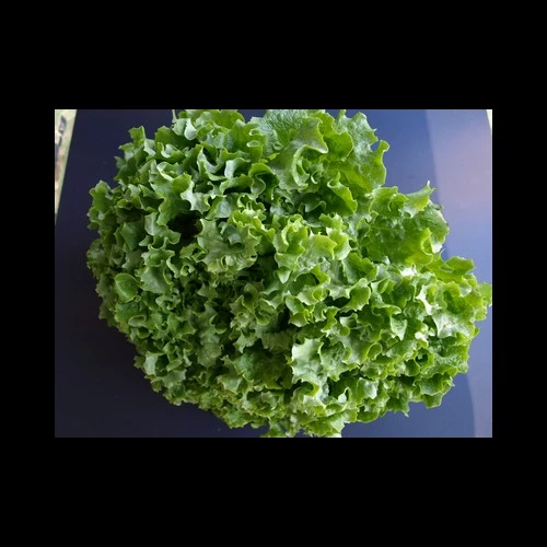 Salade Batavia 8 pièces Pays
