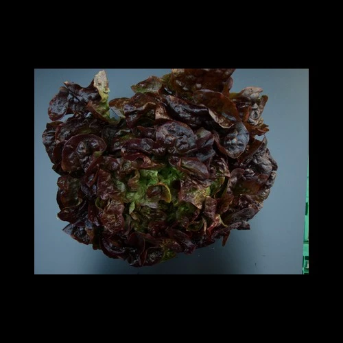 Salade Feuilles de Chêne Rouge Pce Pays
