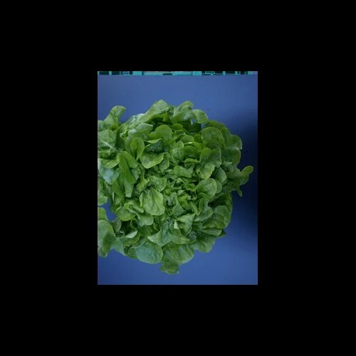 Salade Feuilles de Chêne Verte x 8 pièces Pays