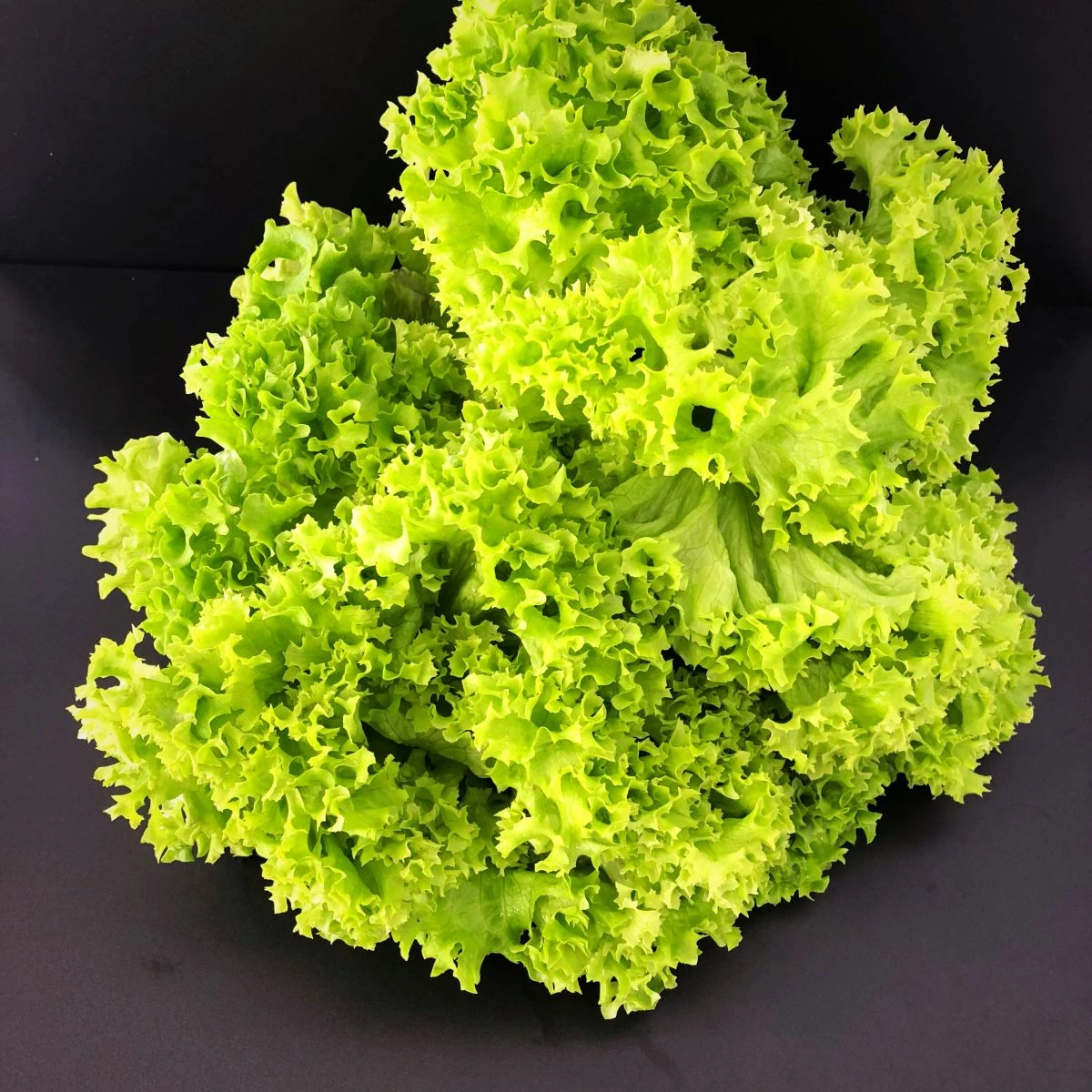 Salade Lolo Verte le kilo Pays