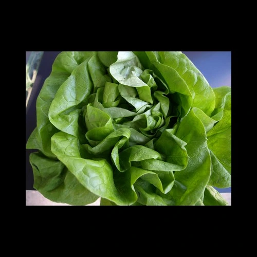 Salade Pommée Verte Pays x8 pièces