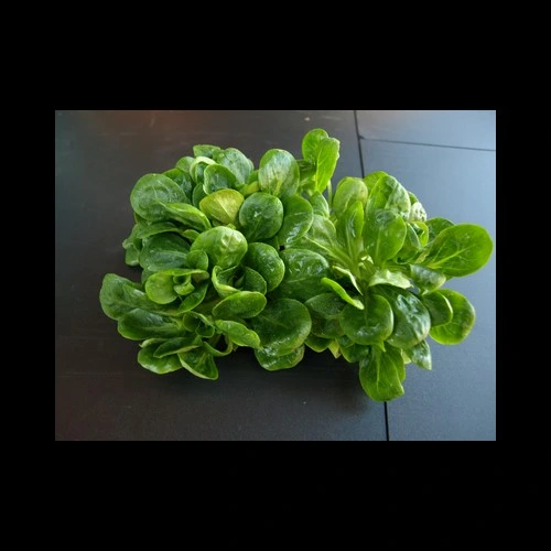 Salade Rampon Pays Chablais 100 Gr