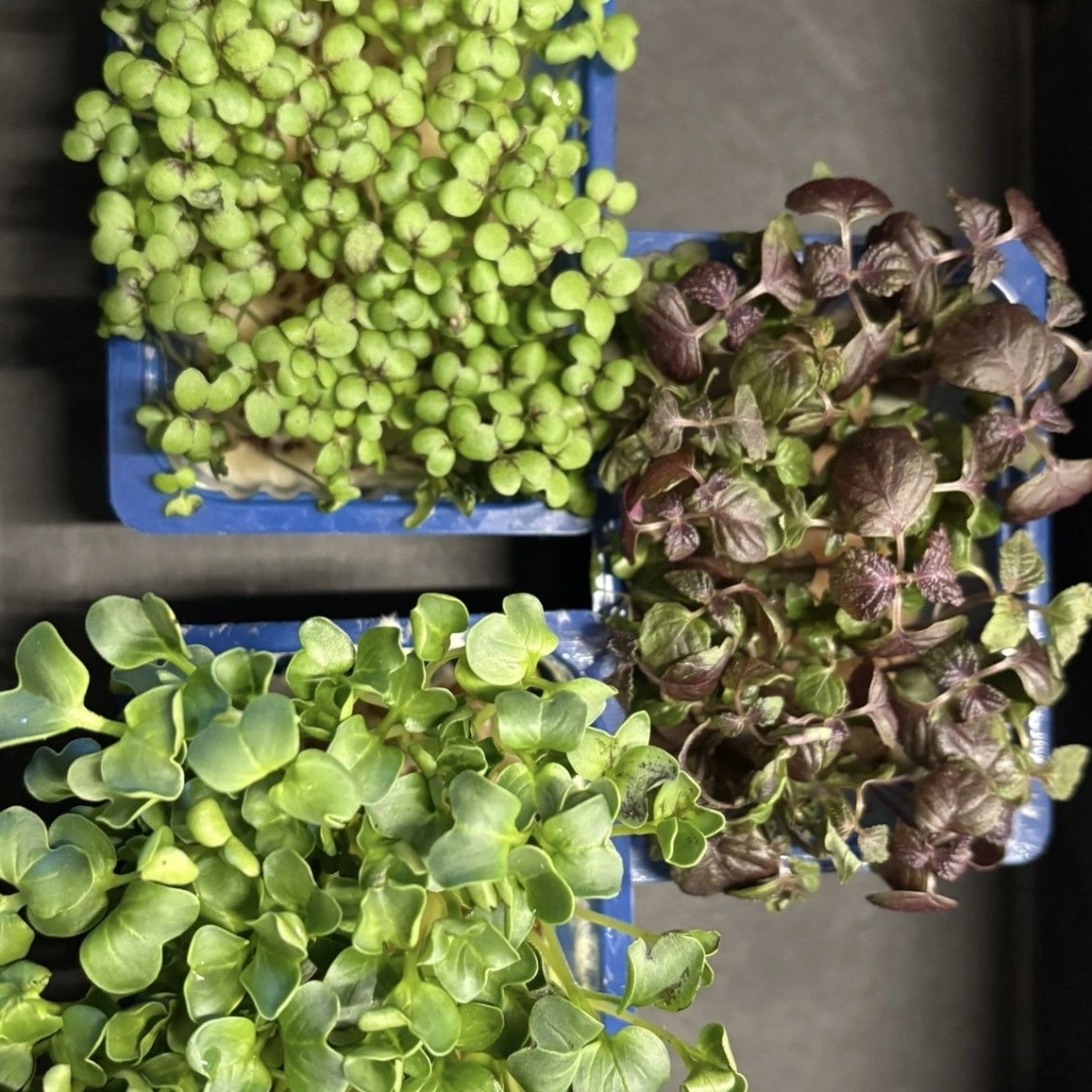 Shiso Mix 16 barquettes diverses sortes Shiso Mix 16 barquettes diverses sortes