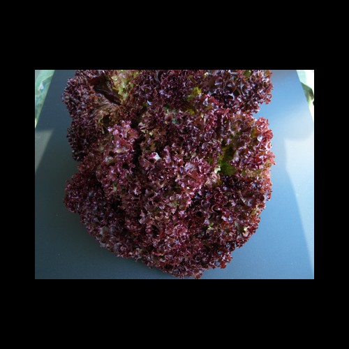 Salade Lolo Rouge x 3 kilos Pays