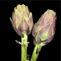 Artichaut Violet Italie 20 Pièces