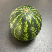 Pastèque Mini ~ 1kg500 à 2kg Espagne x 10 pièces