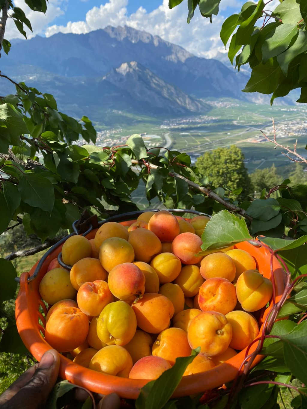 Abricots du Valais - Masserey Fruits SA - Saxon
