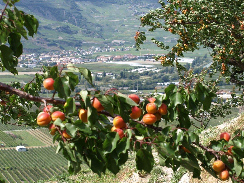 Abricots du Valais - Masserey Fruits SA - Saxon